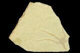 Jurassic Brittle Star (Sinosura) Fossil - Solnhofen #132407-1